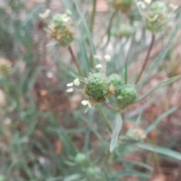 Plantago indica Virág