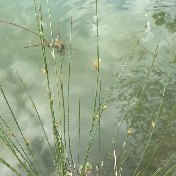 Juncus filiformis 葉