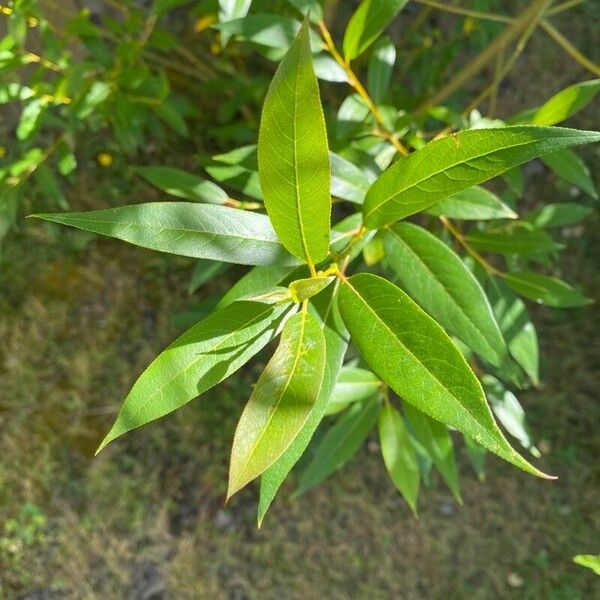 Salix lucida 葉