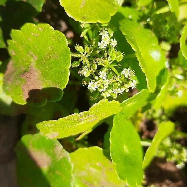 Hydrocotyle verticillata Blomst