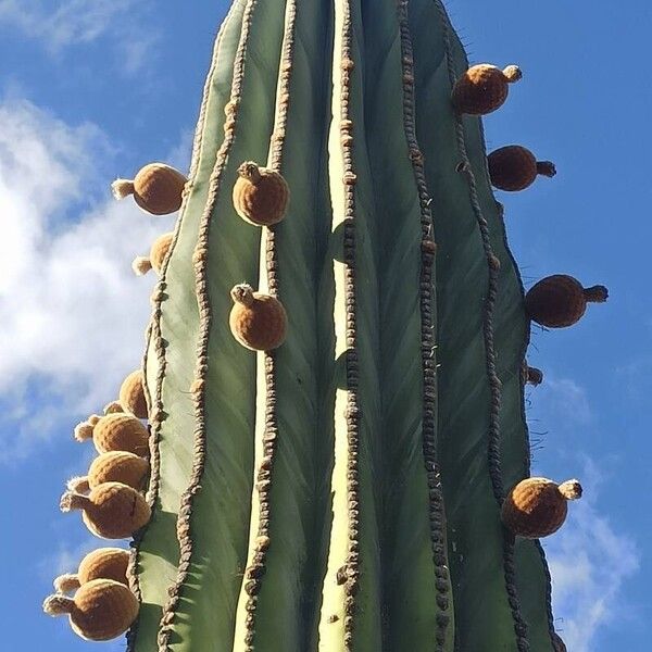 Pachycereus pringlei Leaf