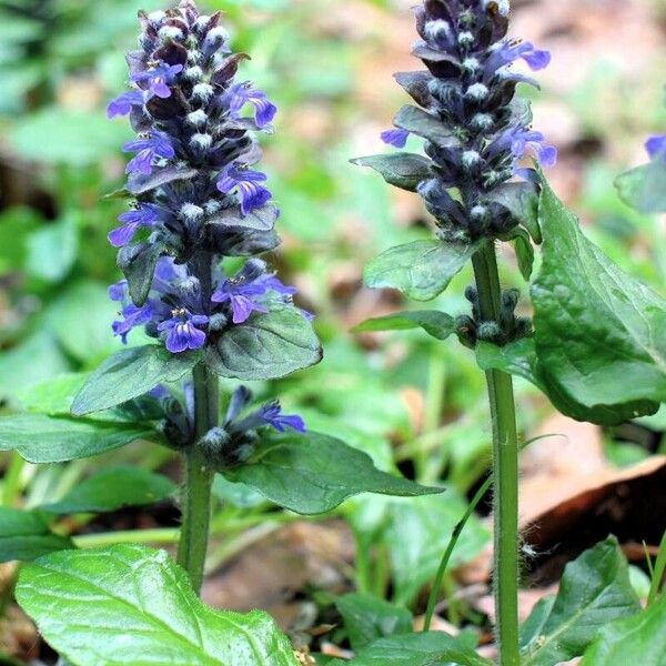 Ajuga reptans Цветок