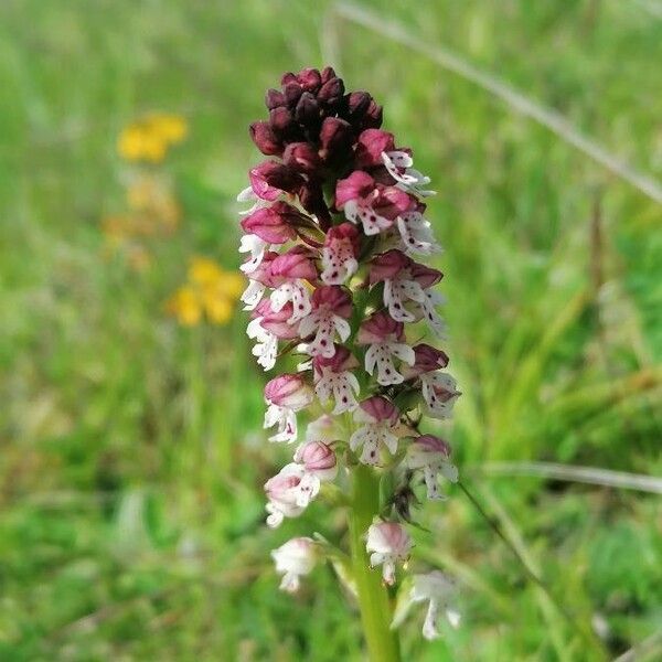 Neotinea ustulata Flor