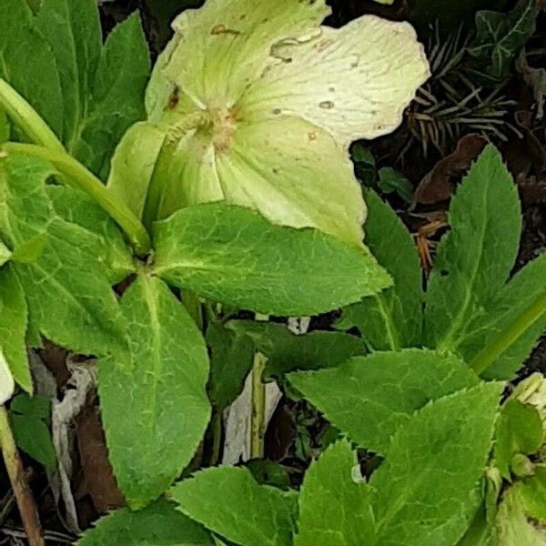 Helleborus viridis फूल