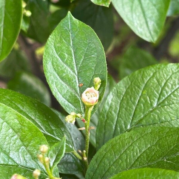 Cotoneaster acutifolius Flower