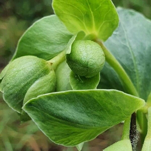 Helleborus foetidus Leaf