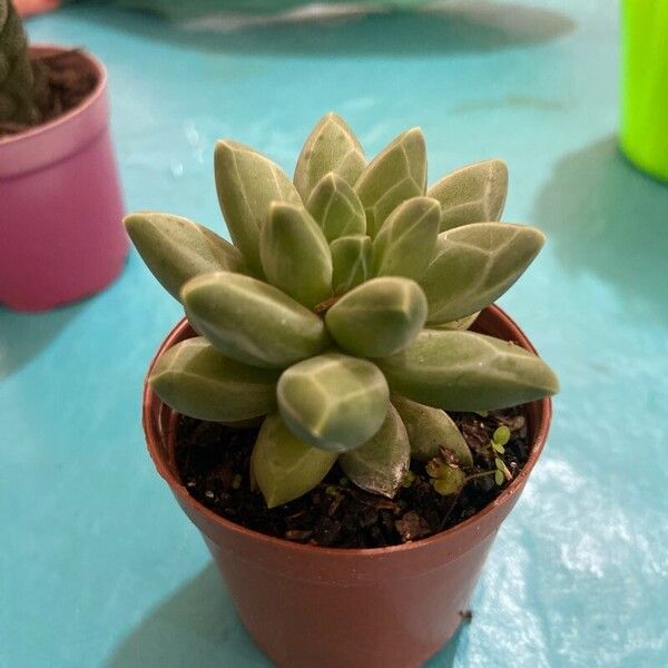 Pachyphytum compactum Fuelha