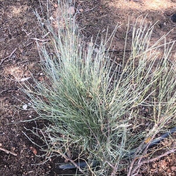 Ephedra equisetina Liść