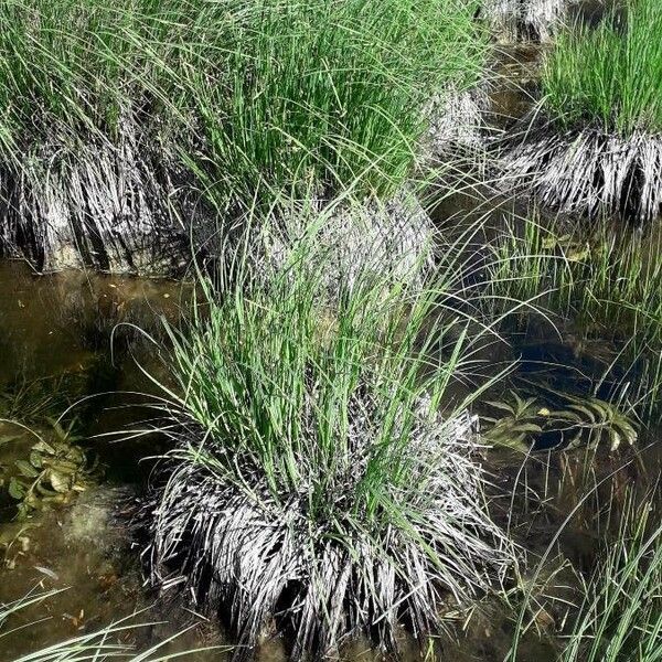 Carex paniculata Blad