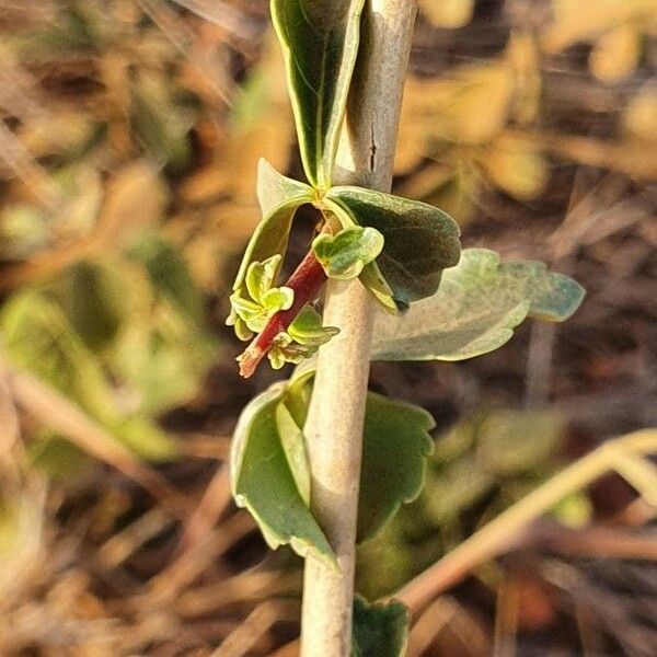 Commiphora kataf Φύλλο