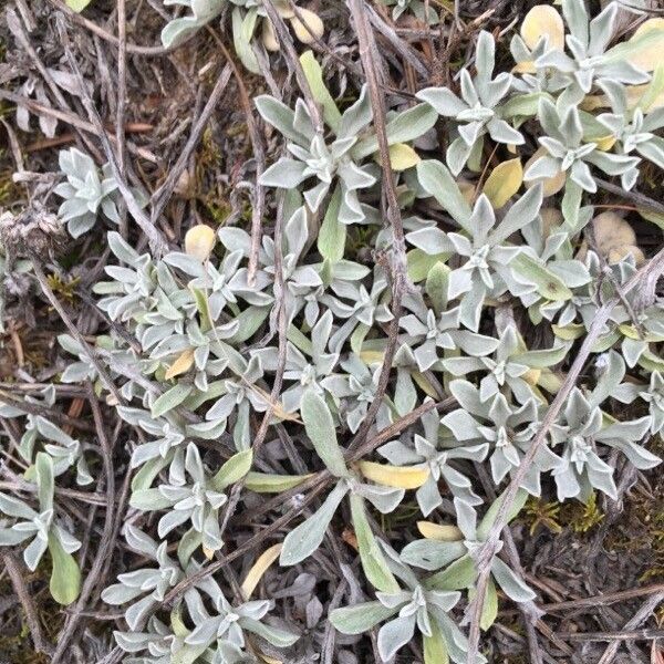 Antennaria parvifolia Ліст