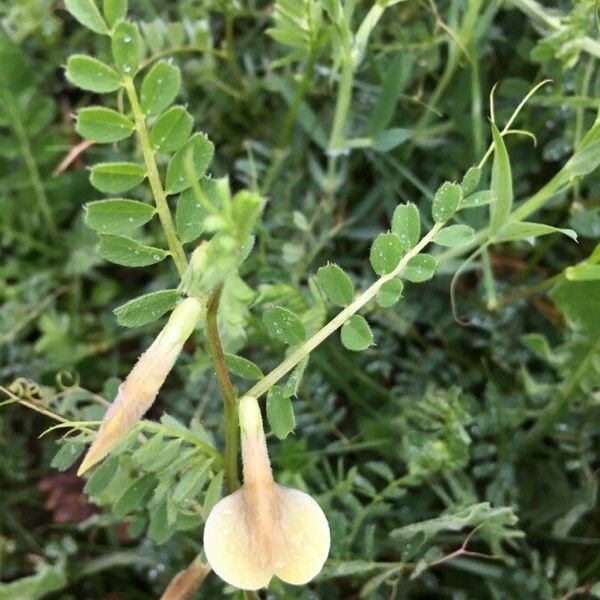 Vicia hybrida Λουλούδι