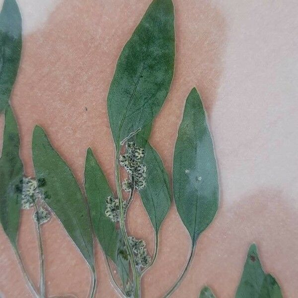 Chenopodium polyspermum Leaf