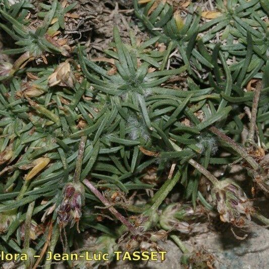 Plantago sarda عادت