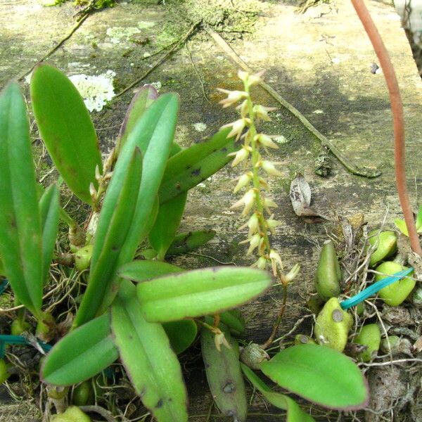 Bulbophyllum pumilum Pokrój