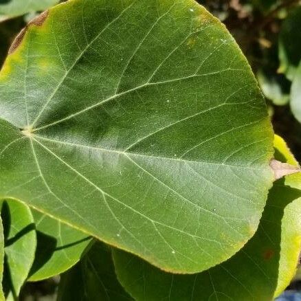 Hibiscus tiliaceus Blad