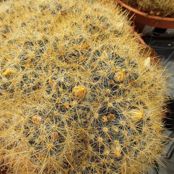 Mammillaria prolifera Fiore