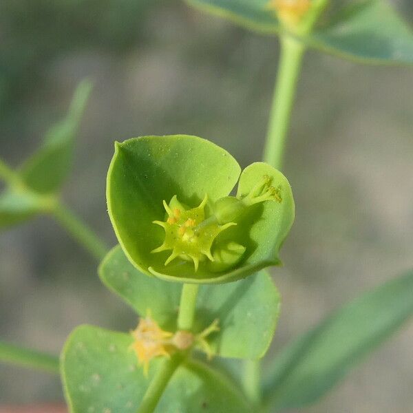 Euphorbia segetalis ᱵᱟᱦᱟ