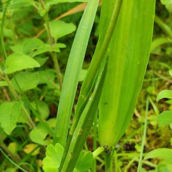 Gymnadenia conopsea Hoja