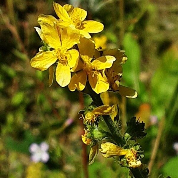 Agrimonia eupatoria Flower