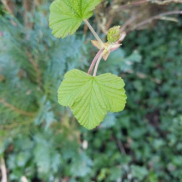 Ribes sanguineum पत्ता