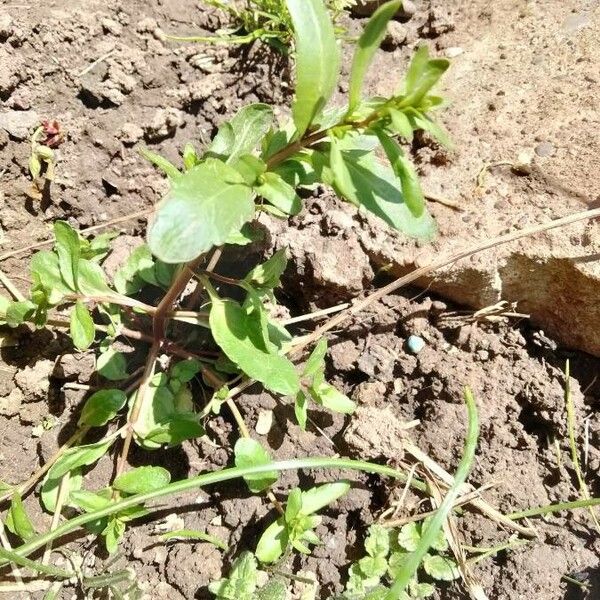 Veronica peregrina Leaf