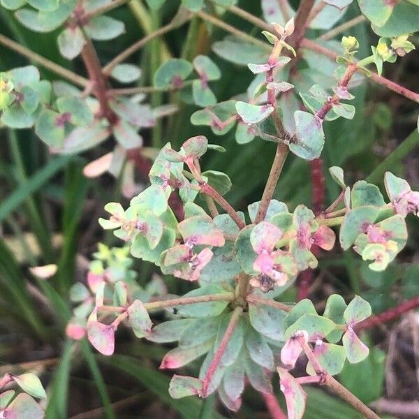 Euphorbia portlandica পাতা