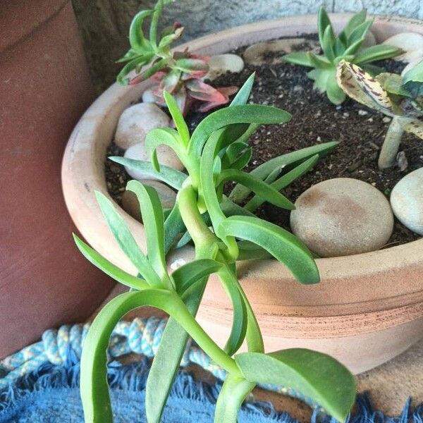 Carpobrotus acinaciformis Leaf