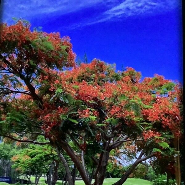 Delonix regia Flor