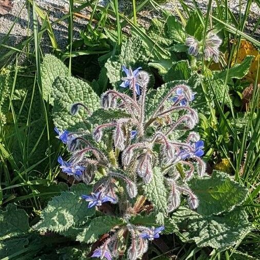 Borago officinalis Fleur