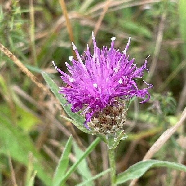 Centaurea nigra Kukka