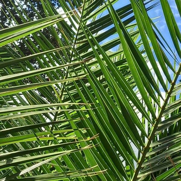 Phoenix canariensis Frunză