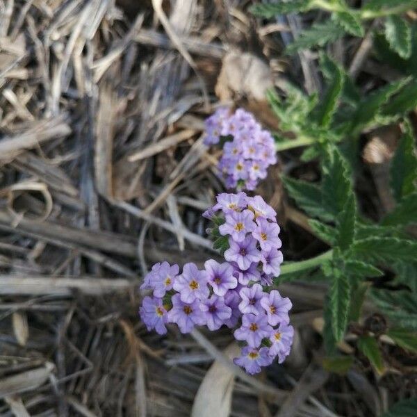 Heliotropium amplexicaule Flower