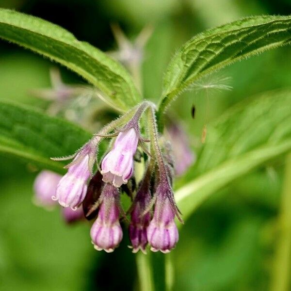 Symphytum officinale Flower