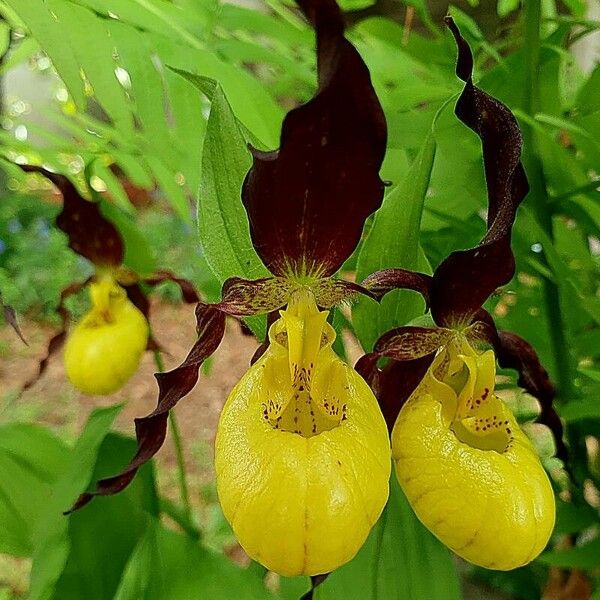 Cypripedium parviflorum Flor