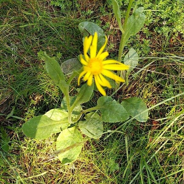 Senecio provincialis Цветок