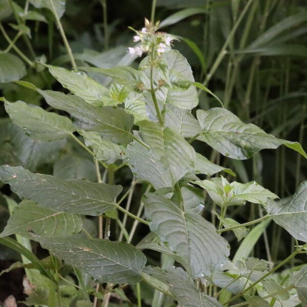 Circaea lutetiana Leaf