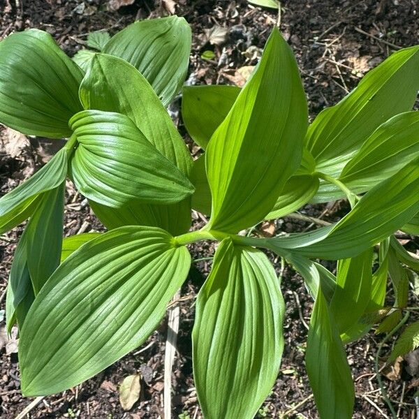 Polygonatum latifolium Blad