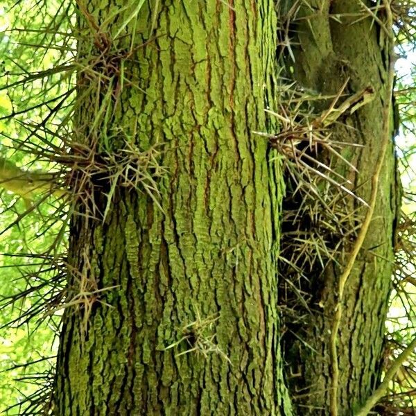 Gleditsia triacanthos Kora