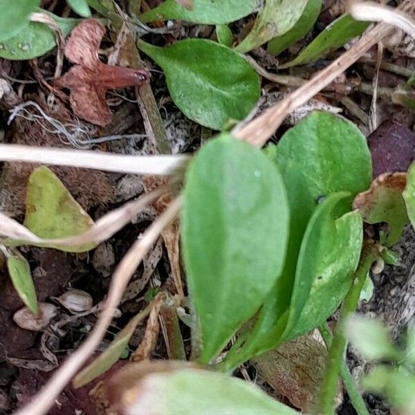 Polycarpon tetraphyllum Leaf