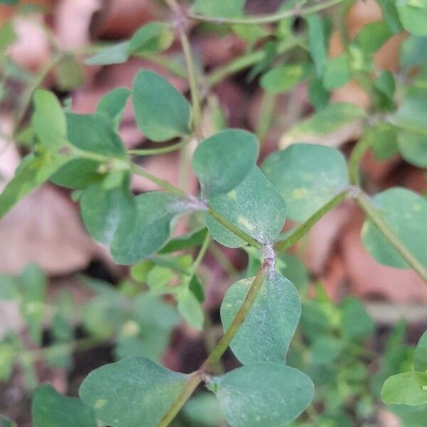 Euphorbia peplus Ліст