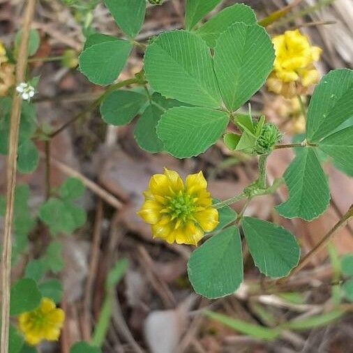 Trifolium aureum Flor