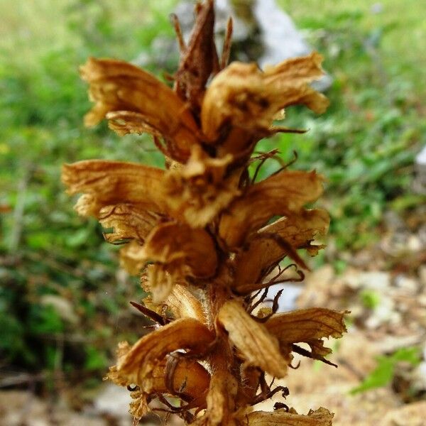Orobanche rapum-genistae Flors