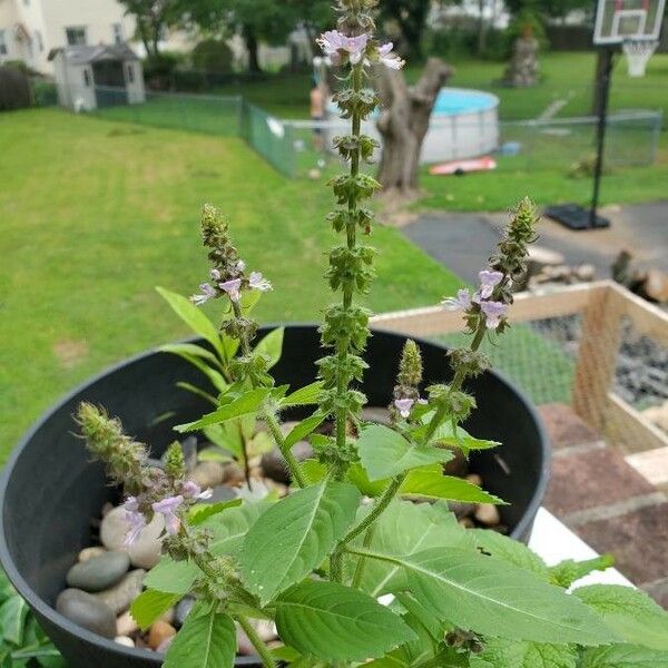 Ocimum campechianum Flower