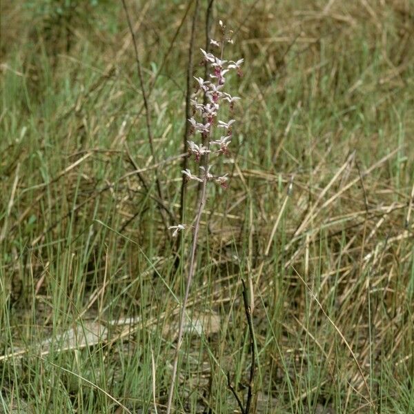 Eulophia cristata Blomst