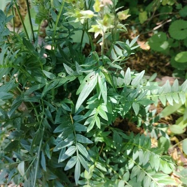 Polemonium reptans Blad