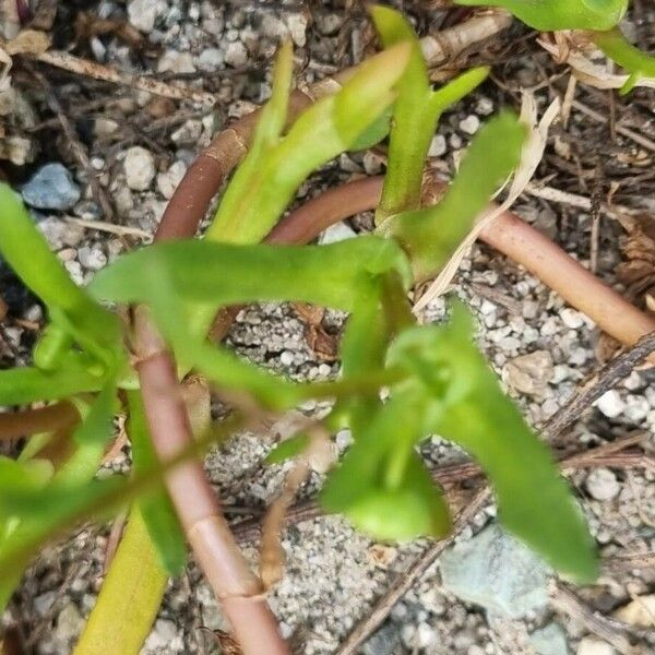 Cotula coronopifolia 葉