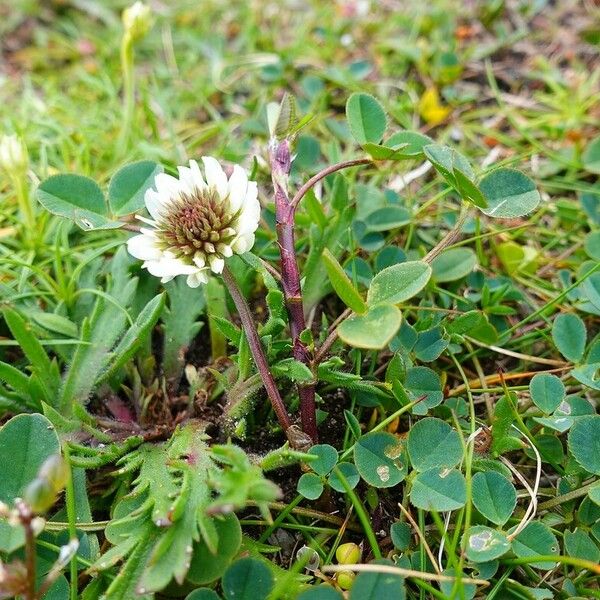 Trifolium occidentale Habitus