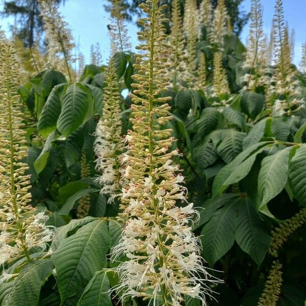 Aesculus parviflora Flors