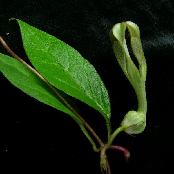 Ceropegia macrantha অভ্যাস